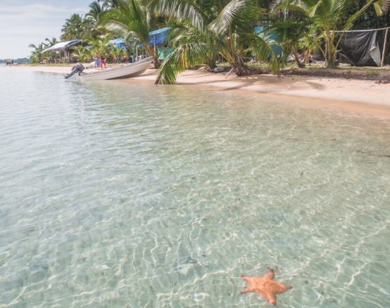 Starfish Beach, Isla Colon